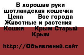 В хорошие руки шотландская кошечка › Цена ­ 7 - Все города Животные и растения » Кошки   . Крым,Старый Крым